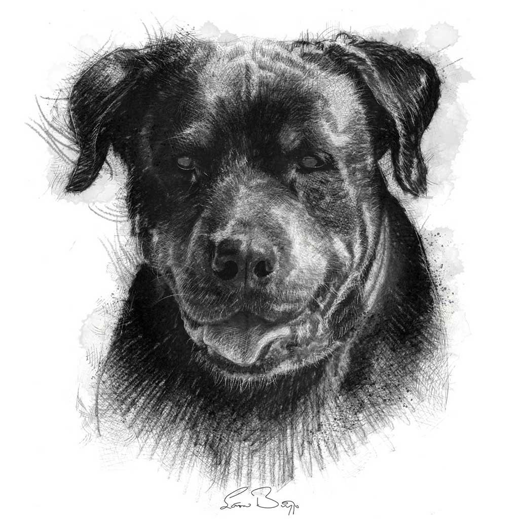 Rottweiler dog