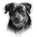 Rottweiler dog