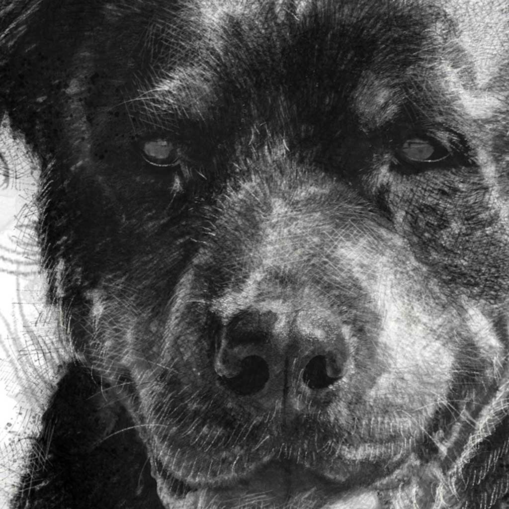 Rottweiler dog