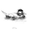 Rudy duck