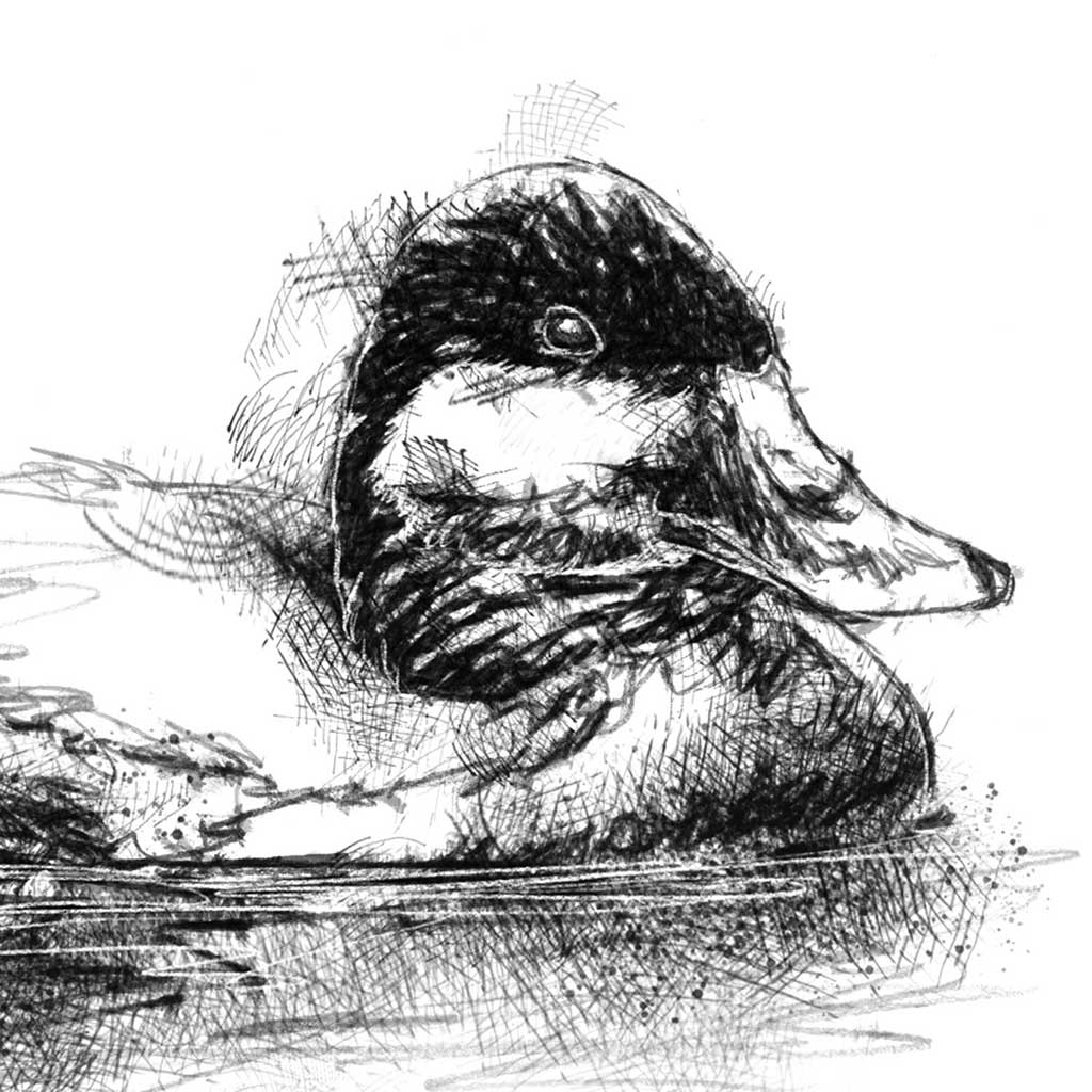 Rudy duck