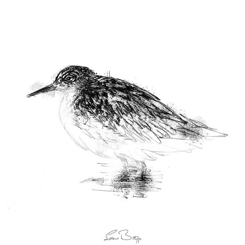 Ruff bird