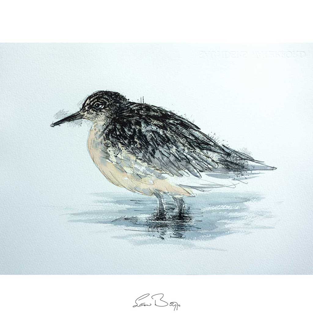 Ruff watercolour sketch
