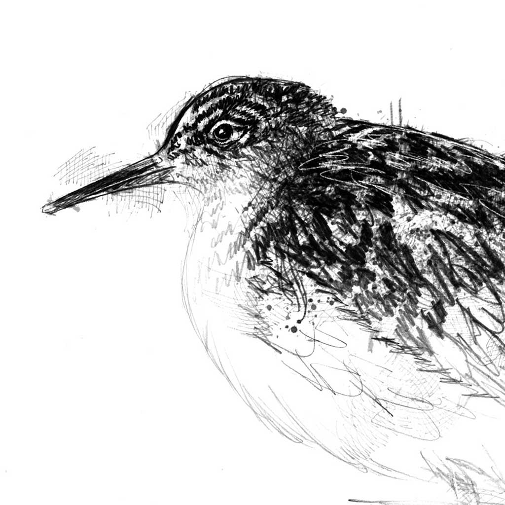 Ruff bird