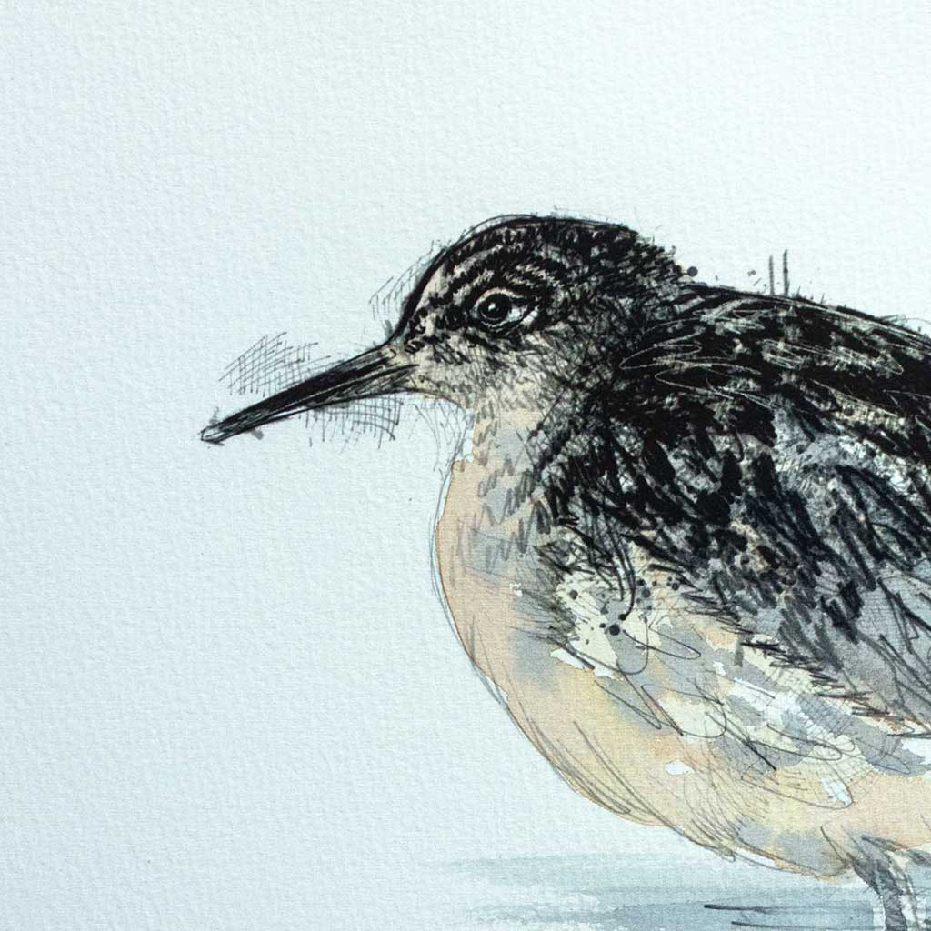 Ruff watercolour sketch