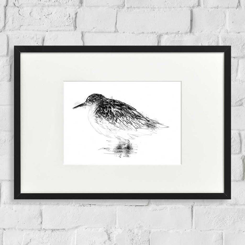 Ruff bird