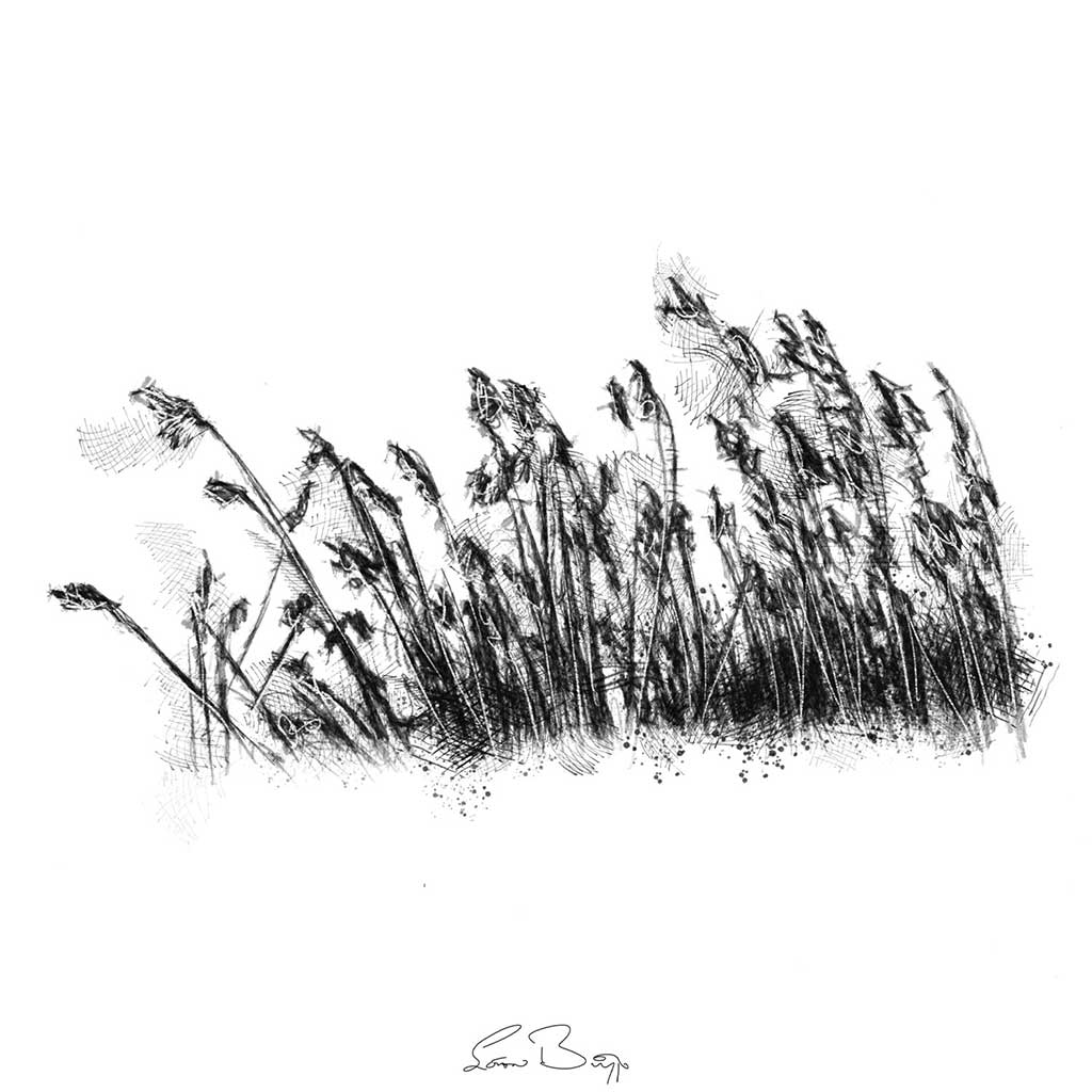 Rushes