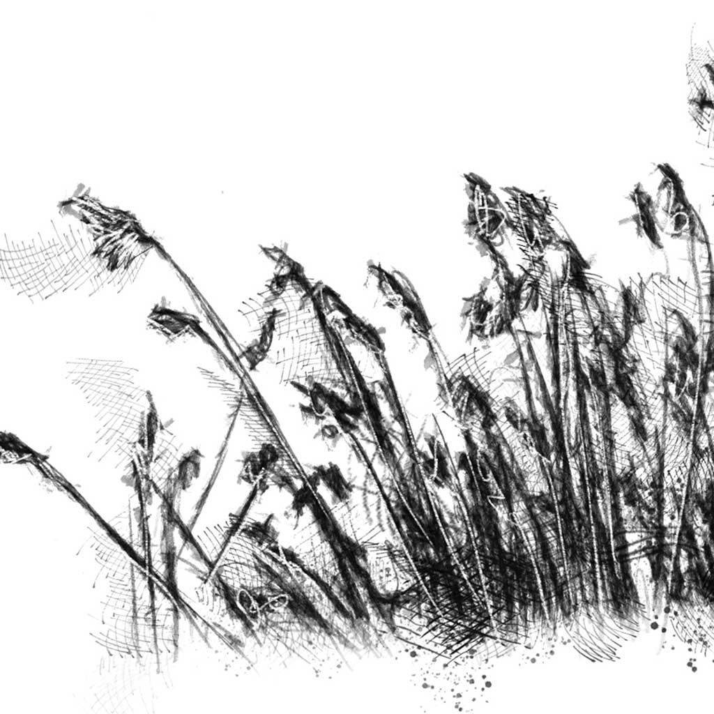 Rushes