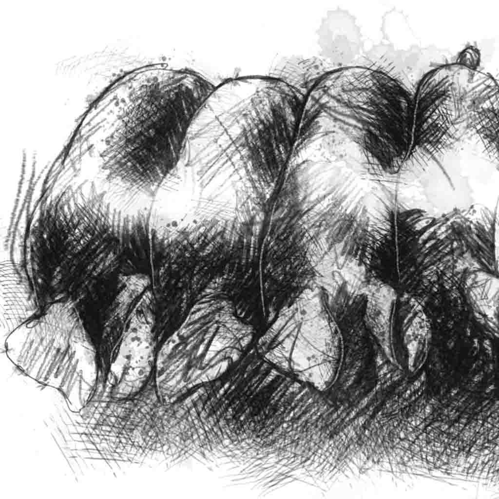 Saddleback piglets