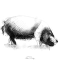 Saddleback pig