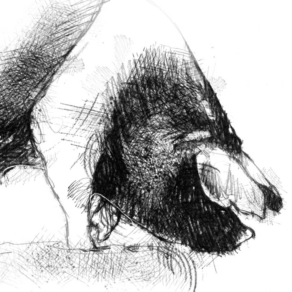 Saddleback pig