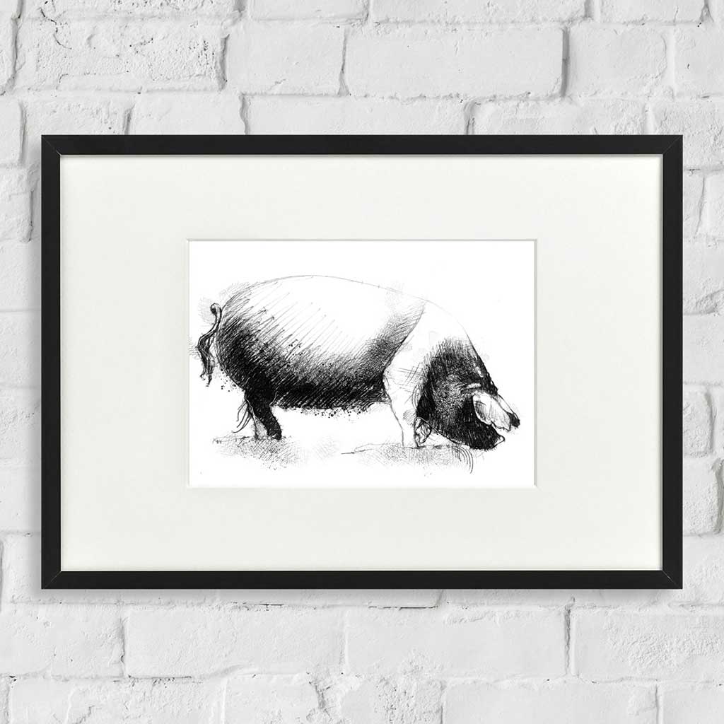 Saddleback pig