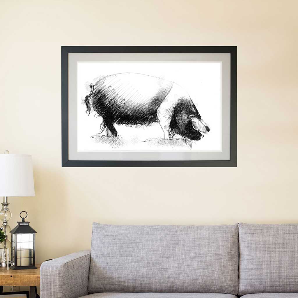 Saddleback pig