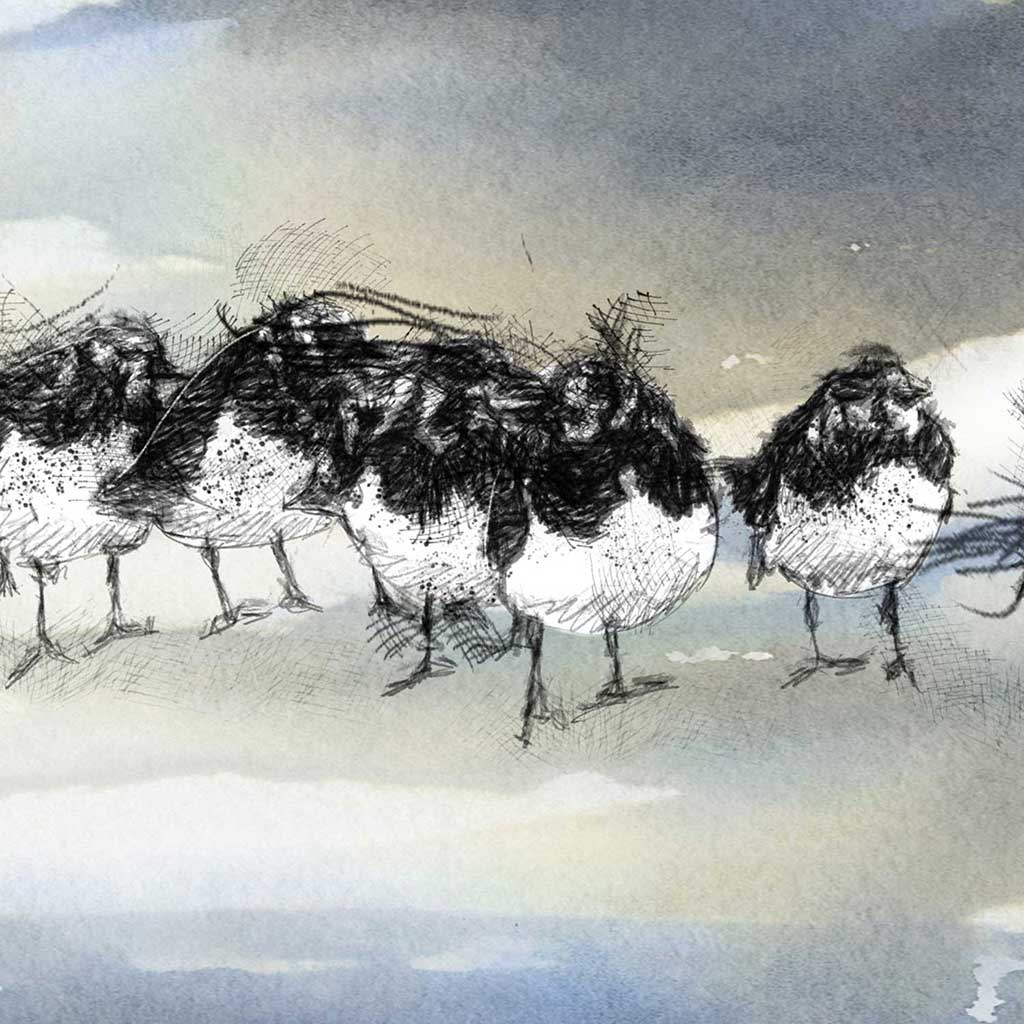 Sandpiper shore