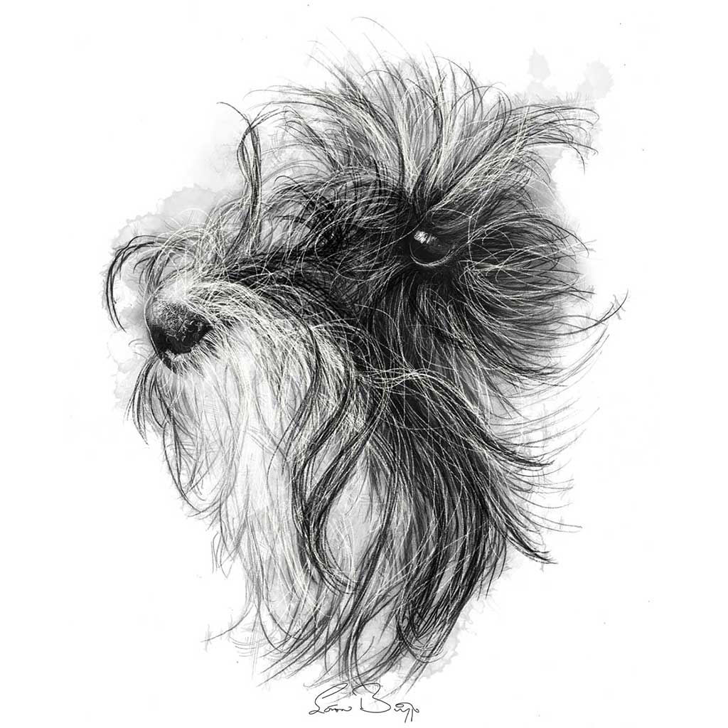Scruffy dog