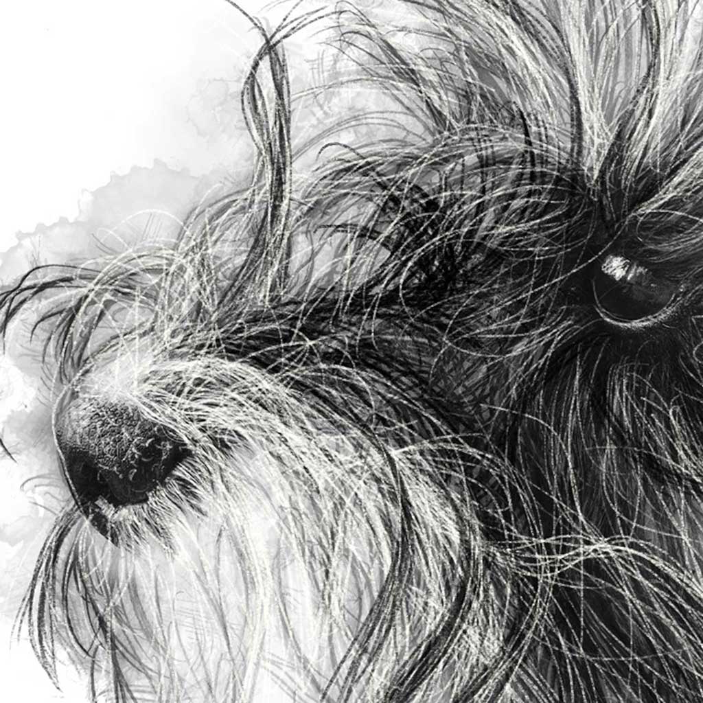 Scruffy dog