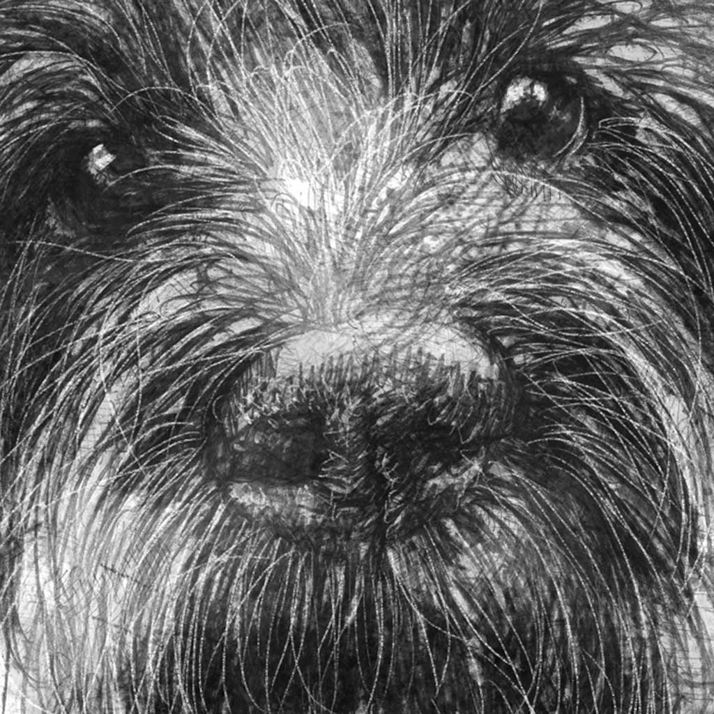 Fluffy dog