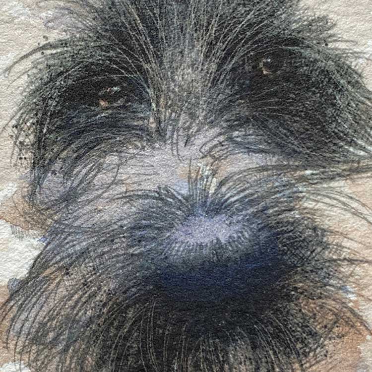 Scruffy dog mini sketch