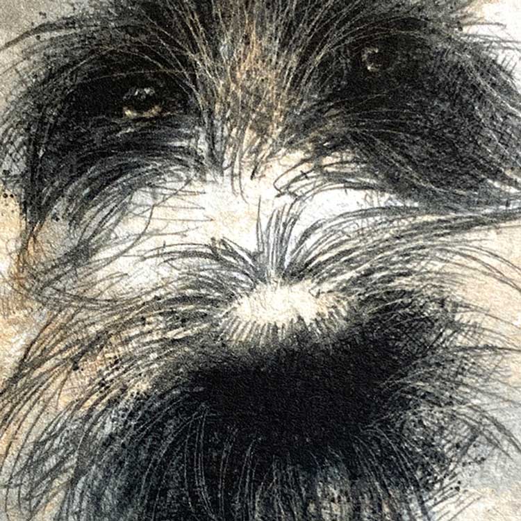 Scruffy dog mini sketch
