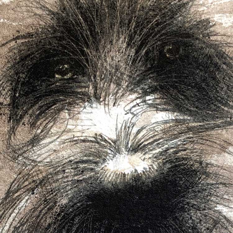 Scruffy dog mini sketch