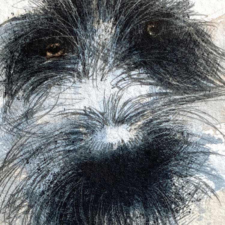 Scruffy dog mini sketch
