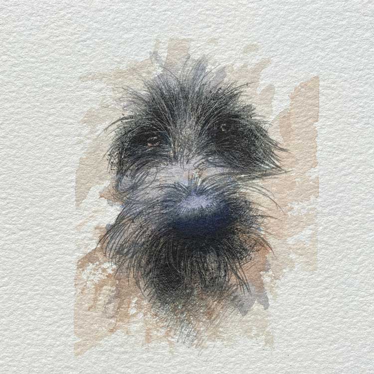 Scruffy dog mini sketch