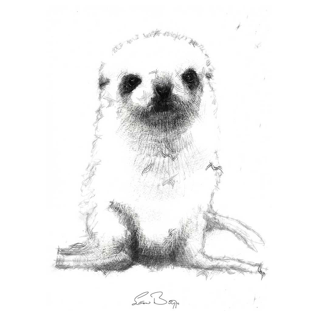 Seal pup