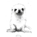 Seal pup