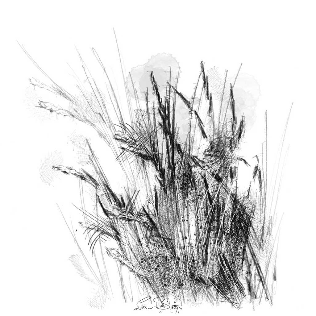 Sedge