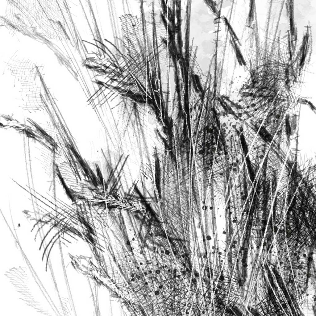 Sedge