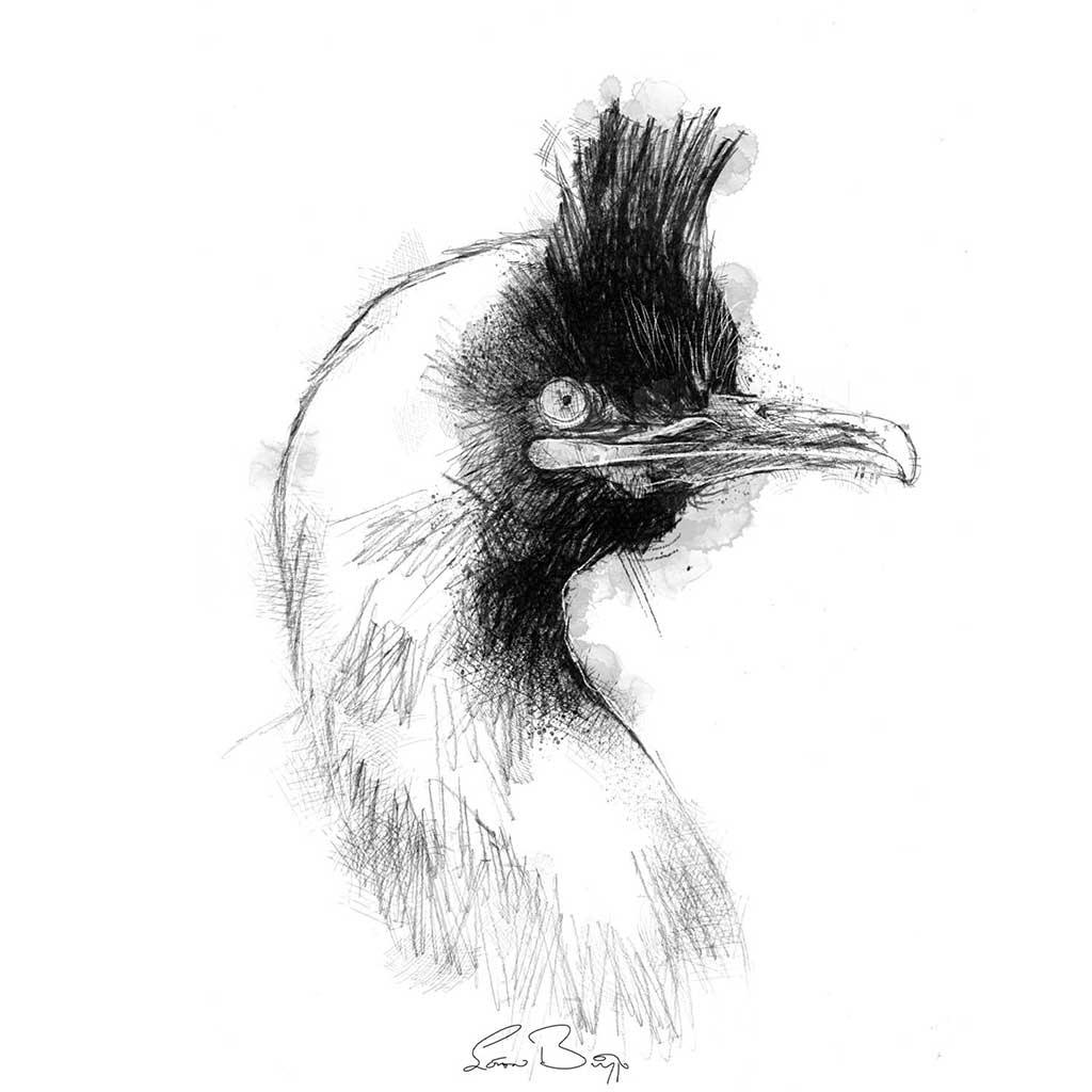 Shag
