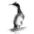 Shag