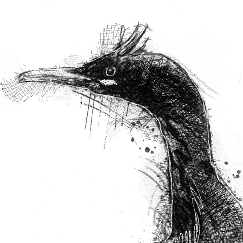 Shag