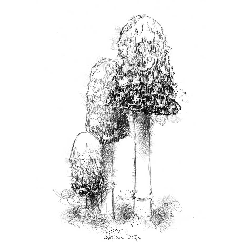 Shaggy ink cap