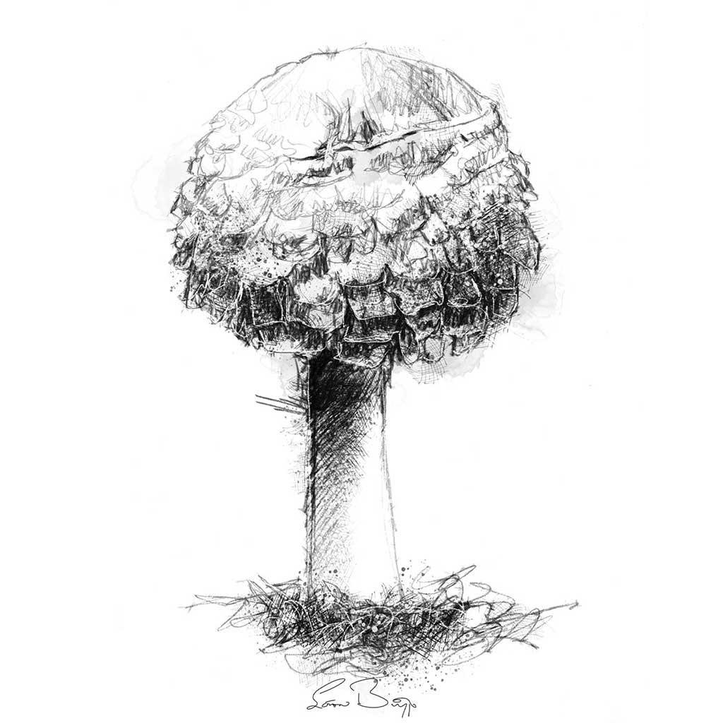 Shaggy scaley cap fungi