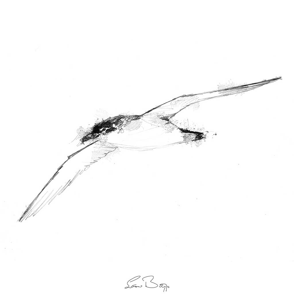 Manx shearwater