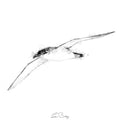 Manx shearwater