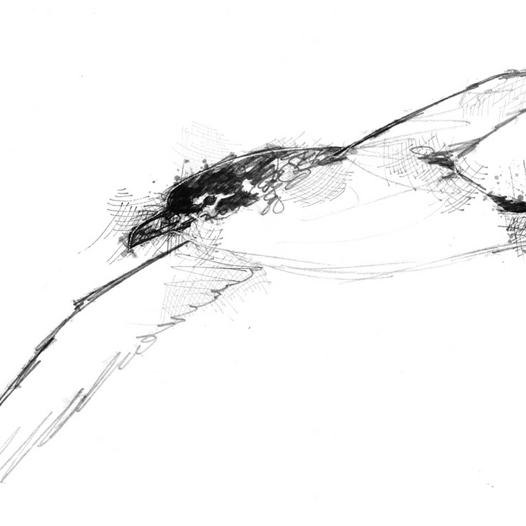 Manx shearwater