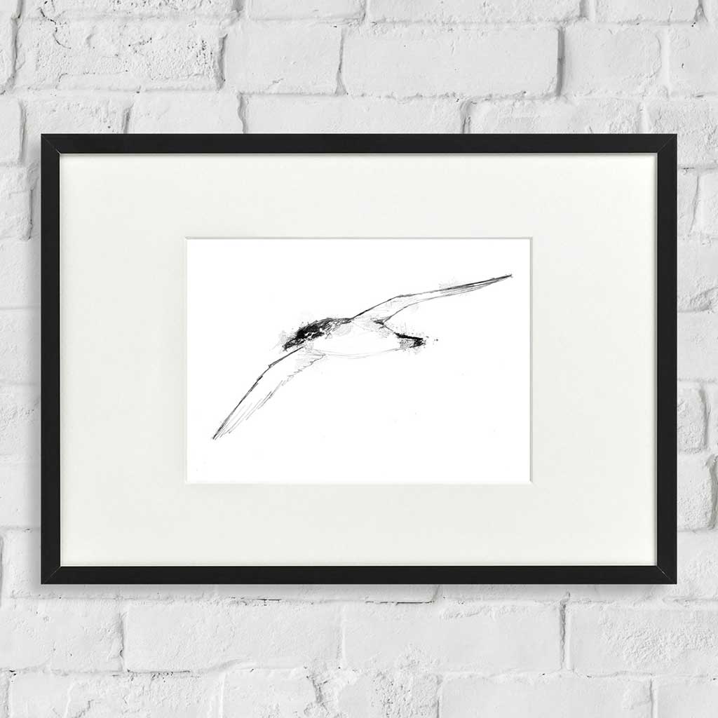 Manx shearwater