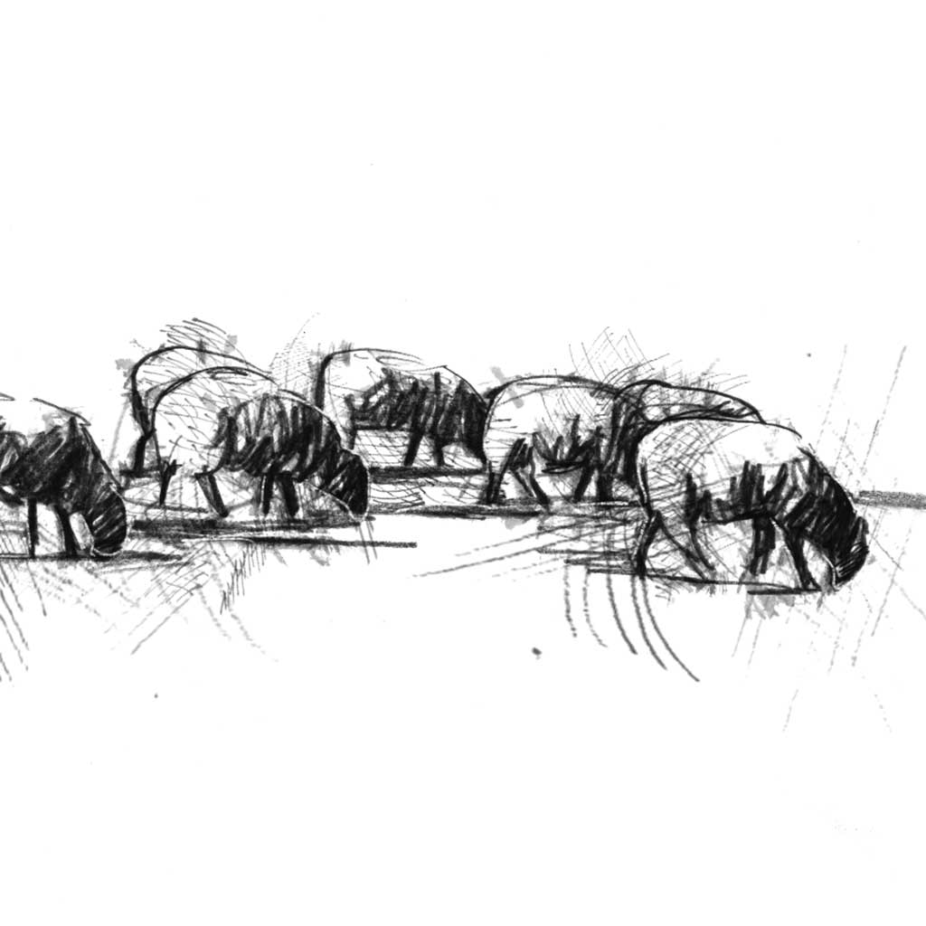 Sheep flock - BW Sketch