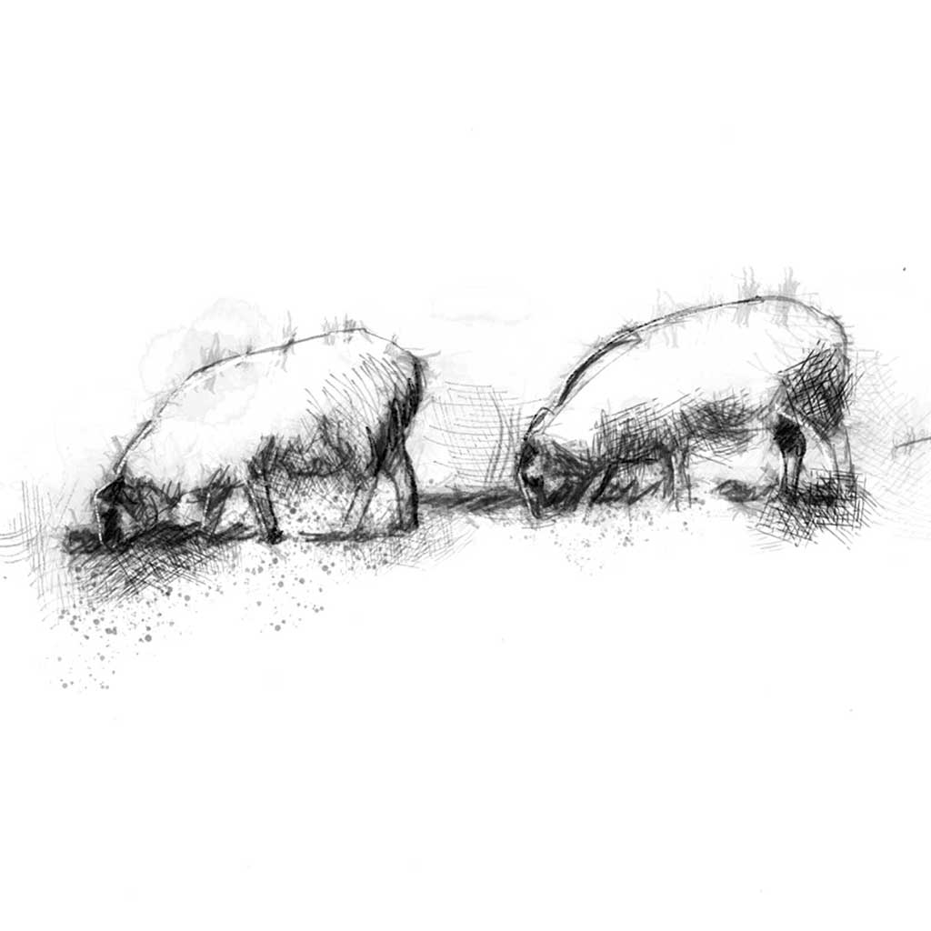 Sheep line