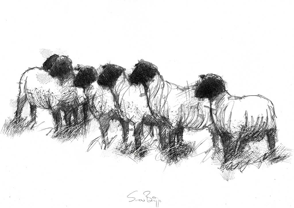 Black head sheep