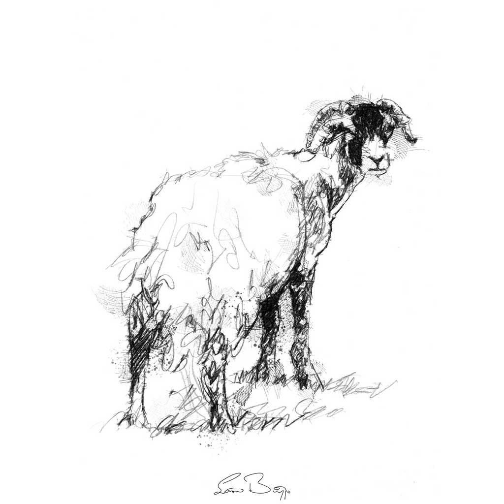 Sheep in molt