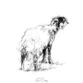 Sheep in molt