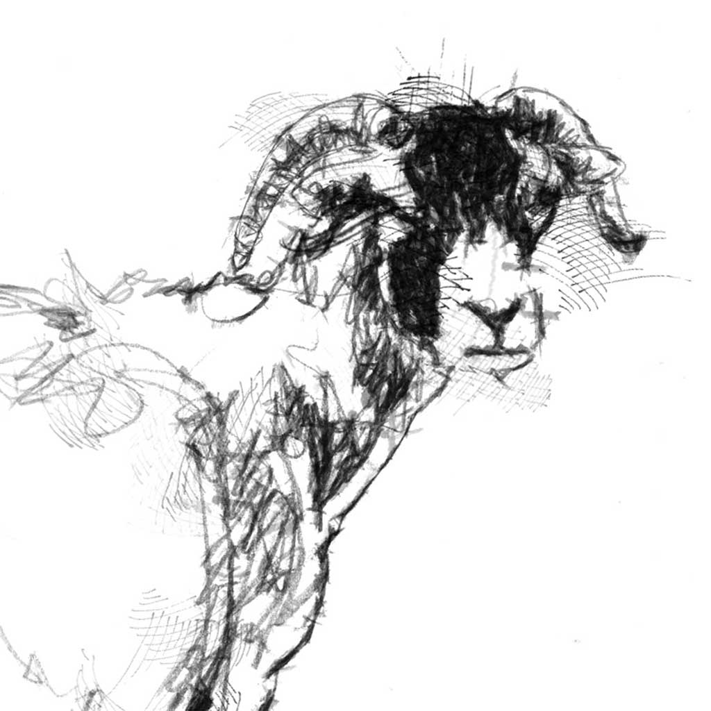Sheep in molt