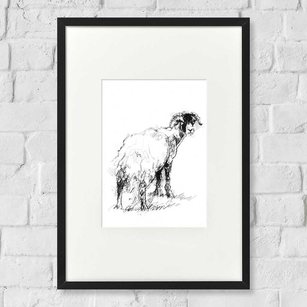 Sheep in molt