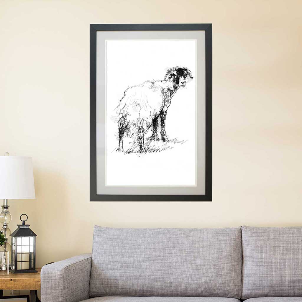 Sheep in molt