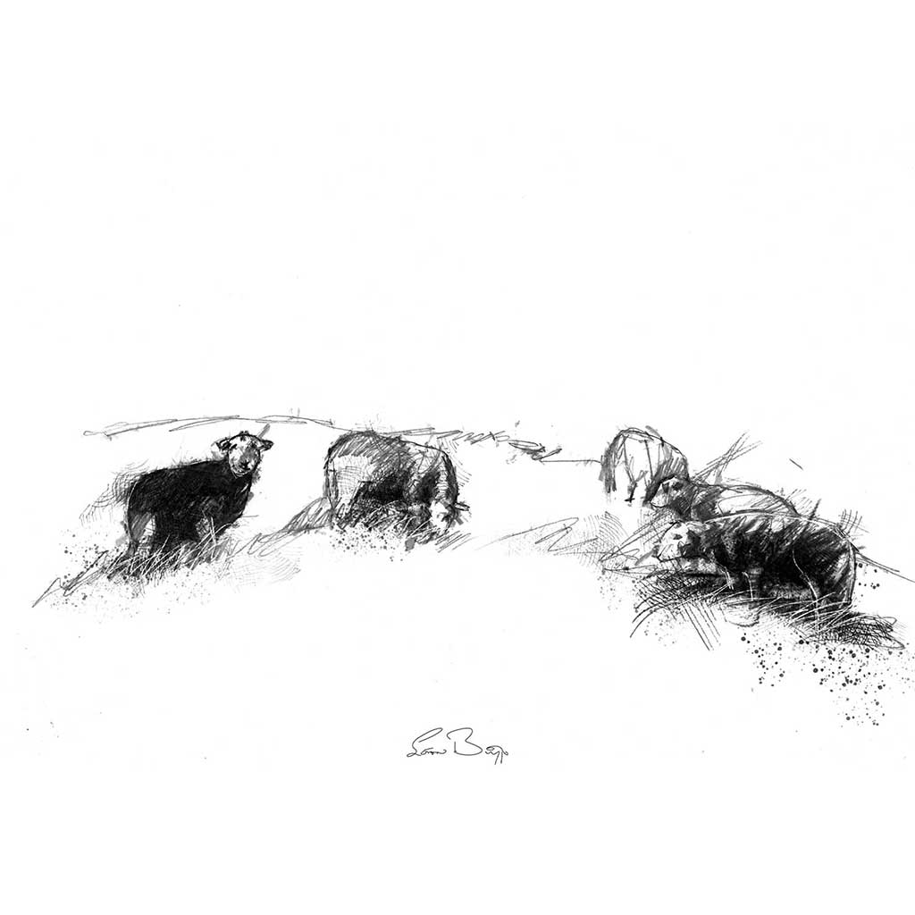 Herdwick sheep