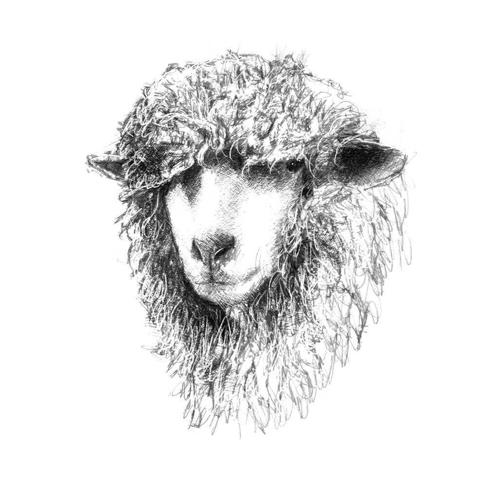 Ewe head