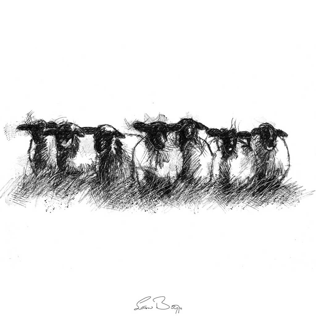 black face sheep